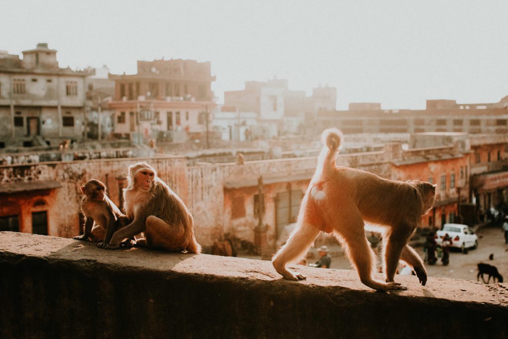 documentary-travel-photographer-ireland-katie-farrell-cool-wedding-photographer-ireland-katie-farrell-photography-india-travel-photography-129